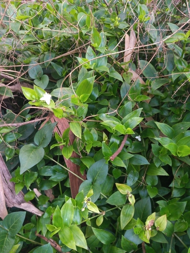 Foto de Erva da fortuna