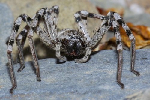 Eusparassus dufouri