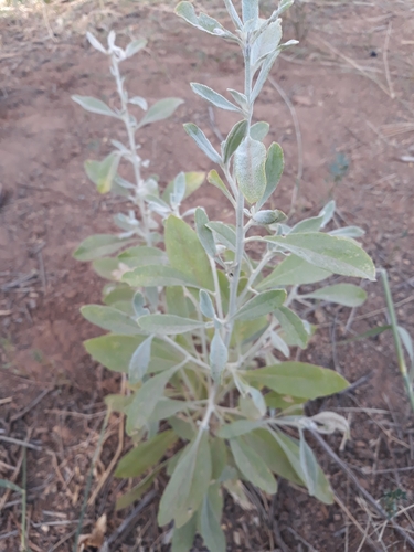 kapok bush (Aerva javanica)