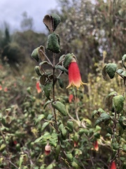 Correa reflexa scabridula