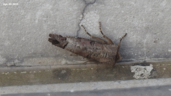 Pseudopanolis heterogyna