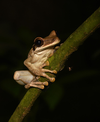 Osteocephalus planiceps