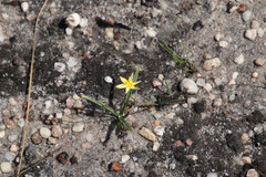 Hypoxis flanaganii