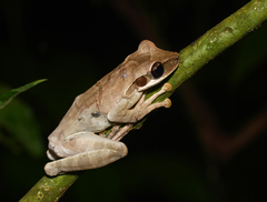Osteocephalus planiceps