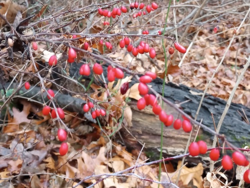 Foto de Pimenta-de-jardim