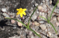 Hypoxis flanaganii