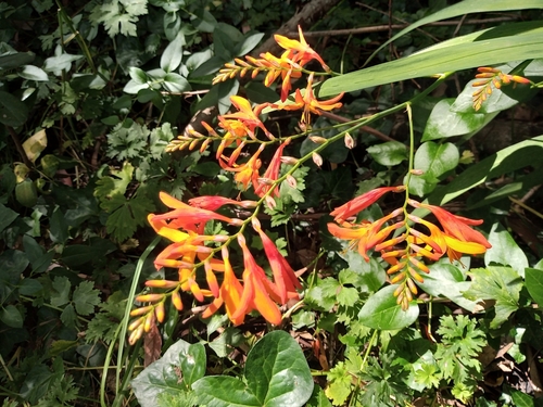 Foto de Montbretia