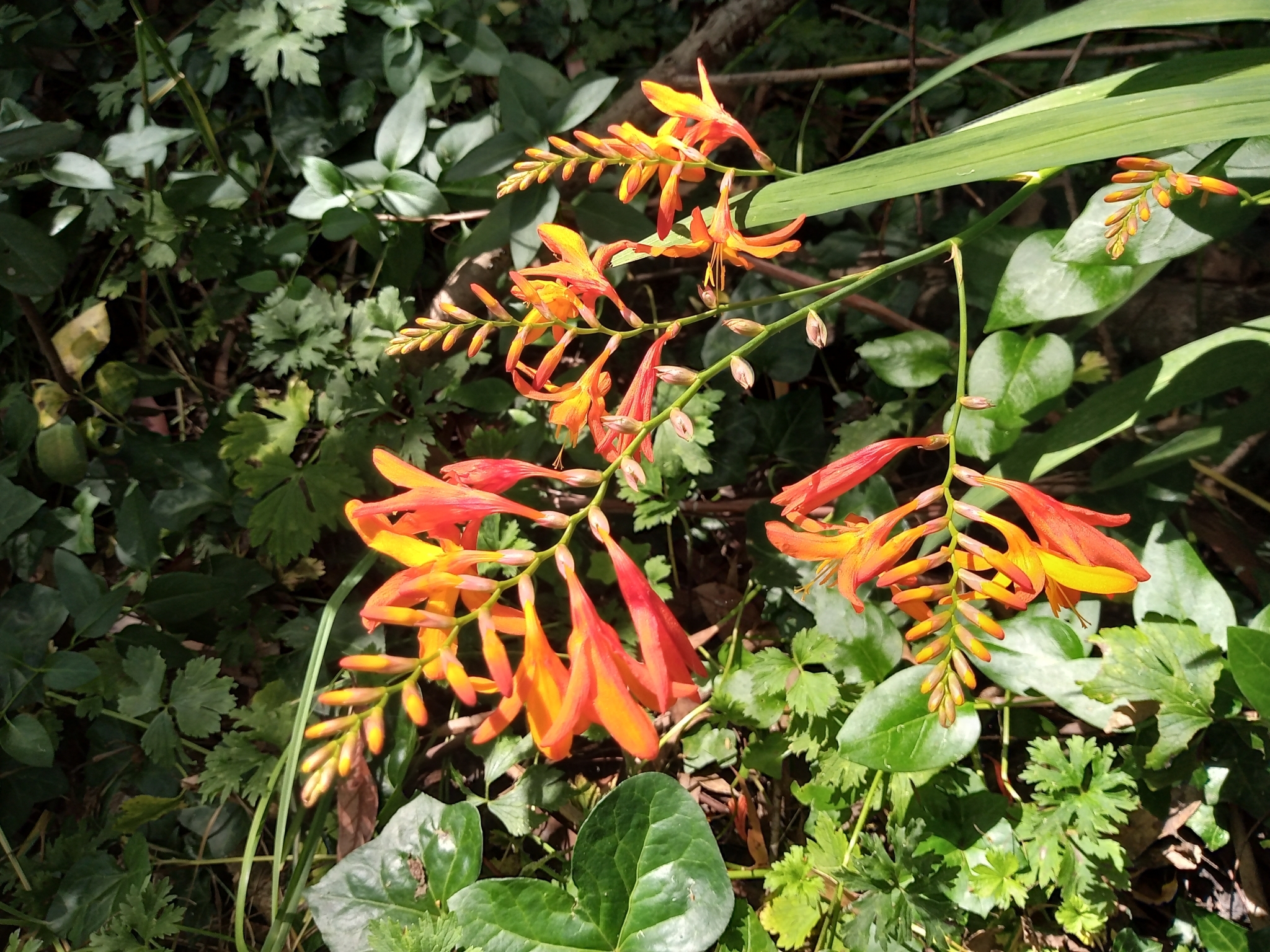Imagem de Montbretia
