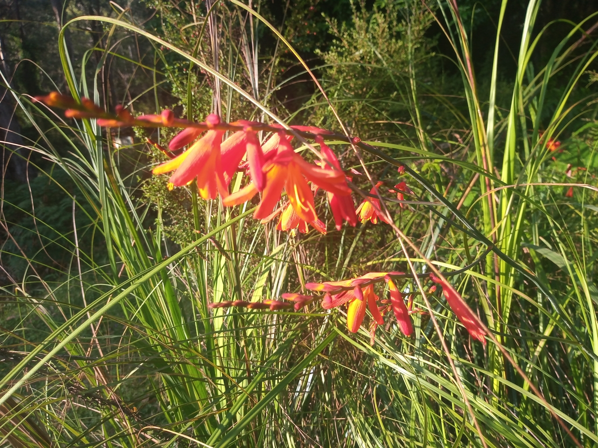 Imagem de Montbretia