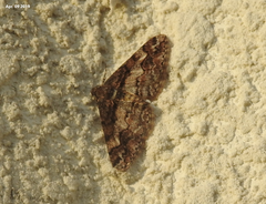 Agriopis dira