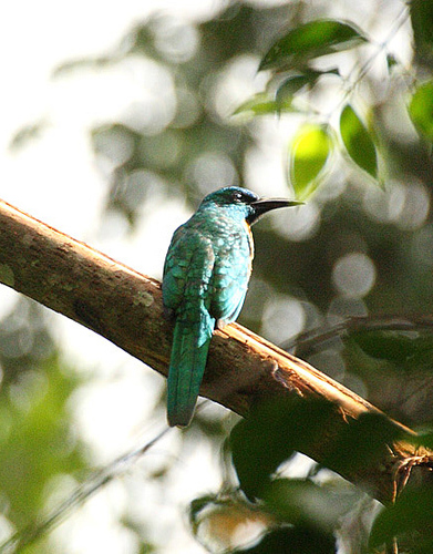 Jacamerops aureus