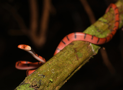 Siphlophis compressus