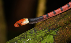 Siphlophis compressus