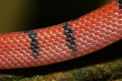 Siphlophis compressus
