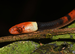 Siphlophis compressus