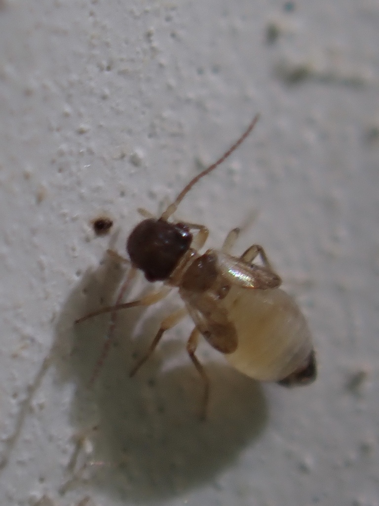 Bark lice