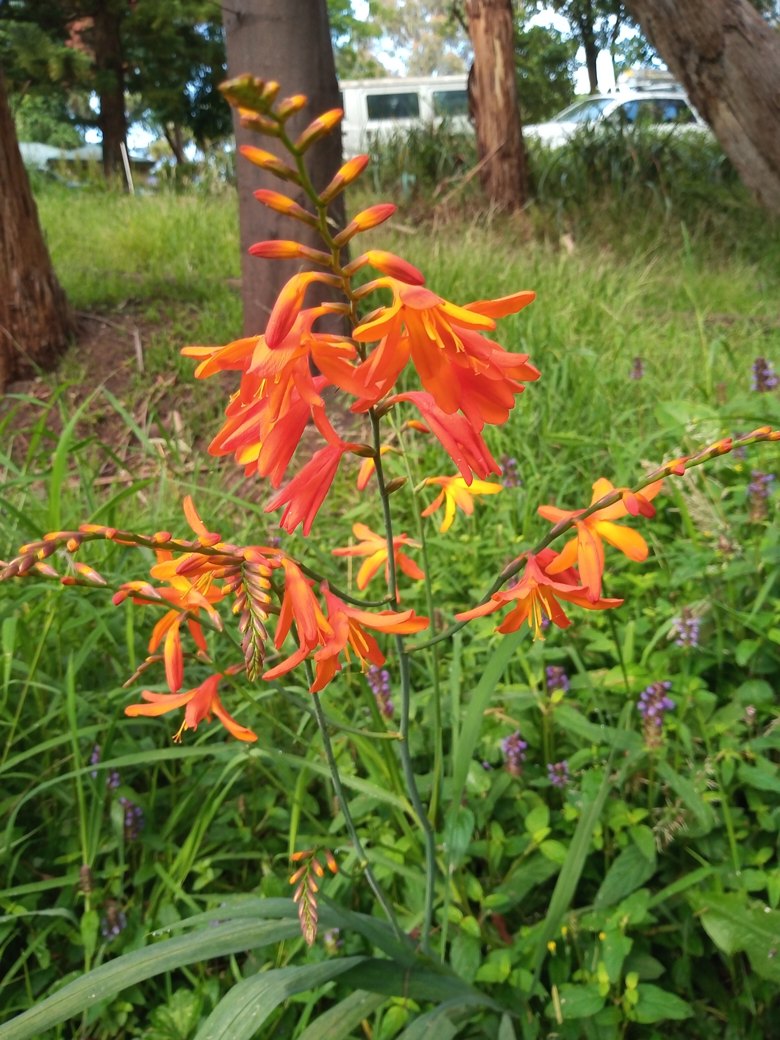 Imagem de Montbretia
