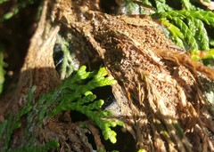 Hierodoris atychioides