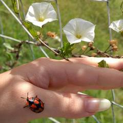 Botanochara angulata