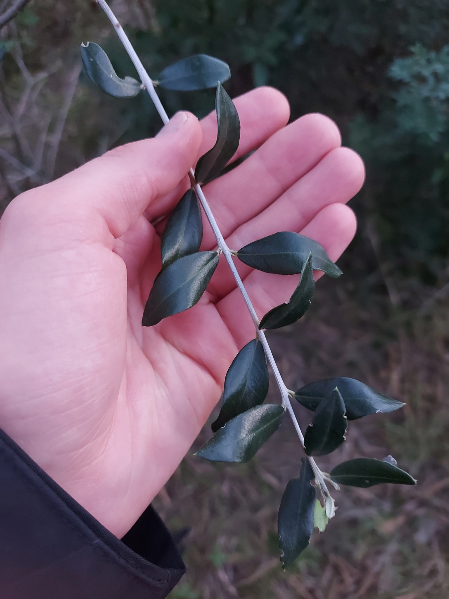 Imagem de Oliveira