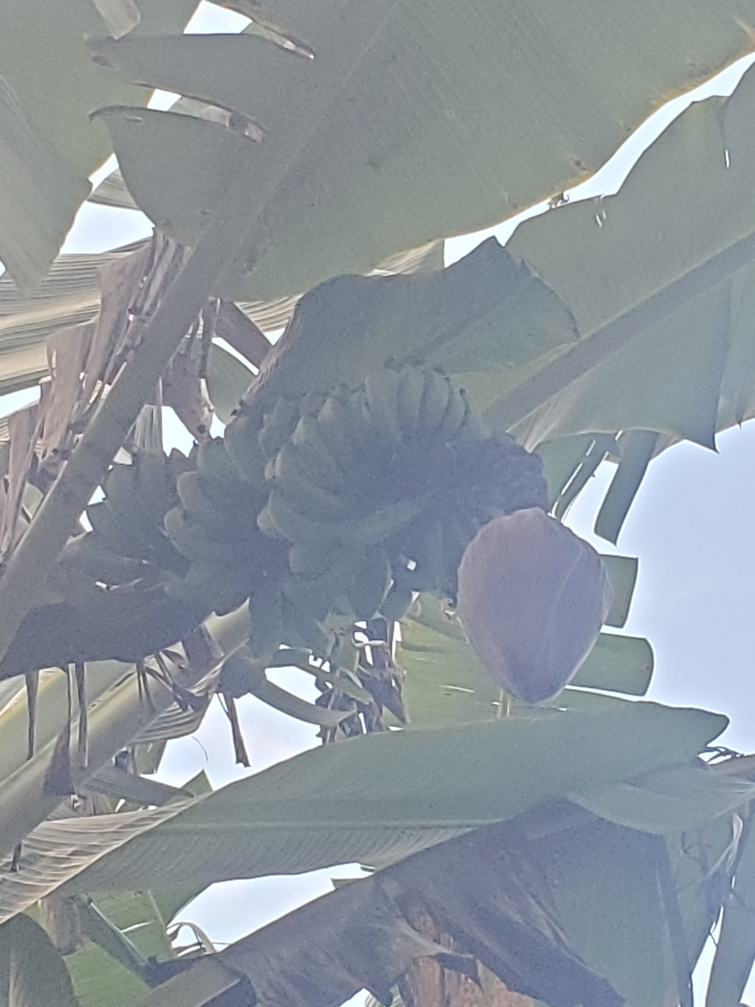 Imagem de Banana
