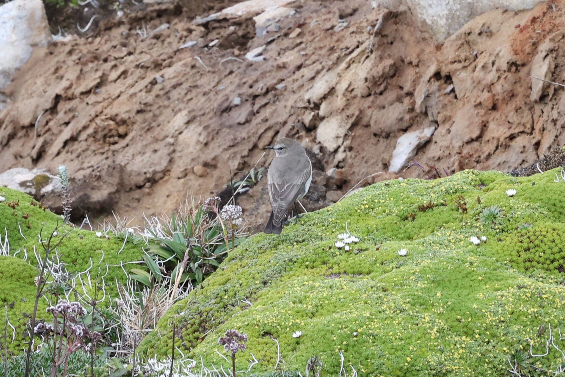 Paramo Ground Tyrant (Muscisaxicola alpinus), photo 8