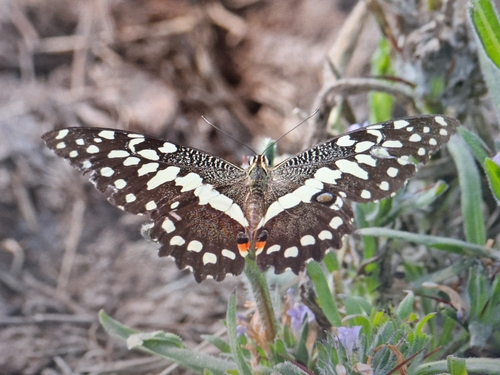 Citrus Swallowtail