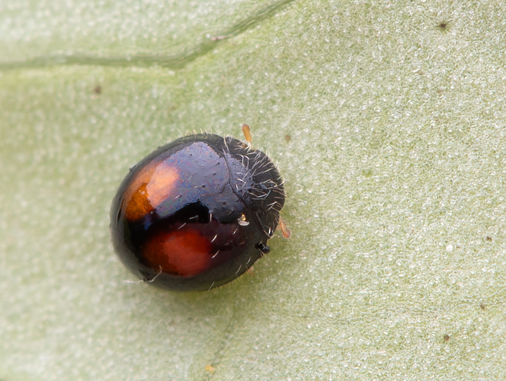 Citrus whitefly ladybird