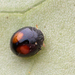 Citrus Whitefly Ladybird - Photo (c) Saryu Mae, some rights reserved (CC BY), uploaded by Saryu Mae