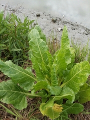 Beta vulgaris cicla