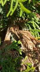 Hierodoris atychioides