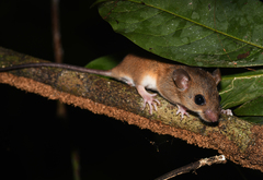Oecomys bicolor