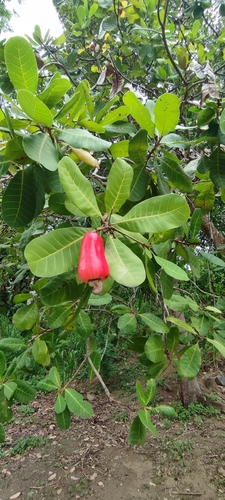 Caju