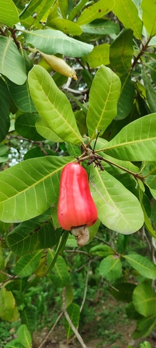 Foto de Caju