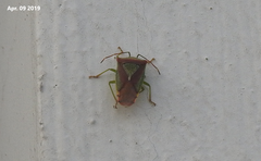 Acanthosoma spinicolle