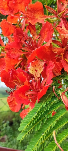 Foto de Flamboyant