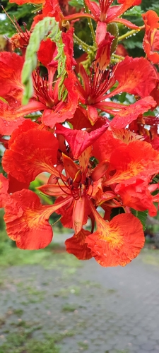 Foto de Flamboyant