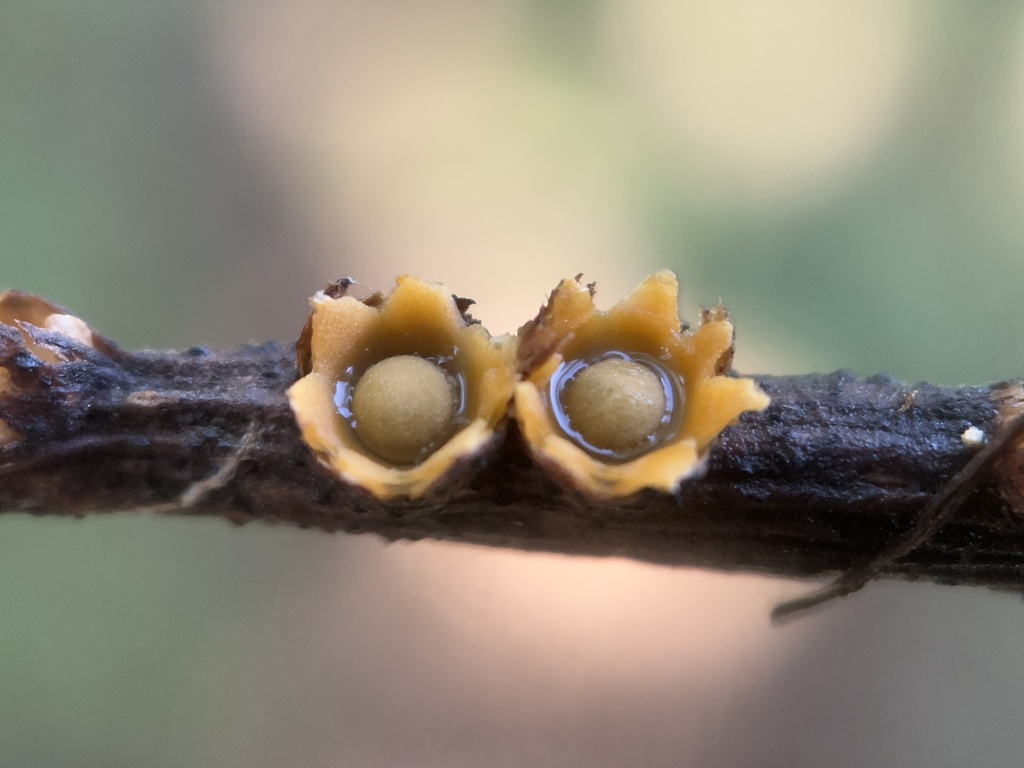 Sphaerobolus stellatus · January 2024 · photo: © bealeiderman (iNaturalist, cc-by)