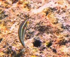 Stethojulis bandanensis