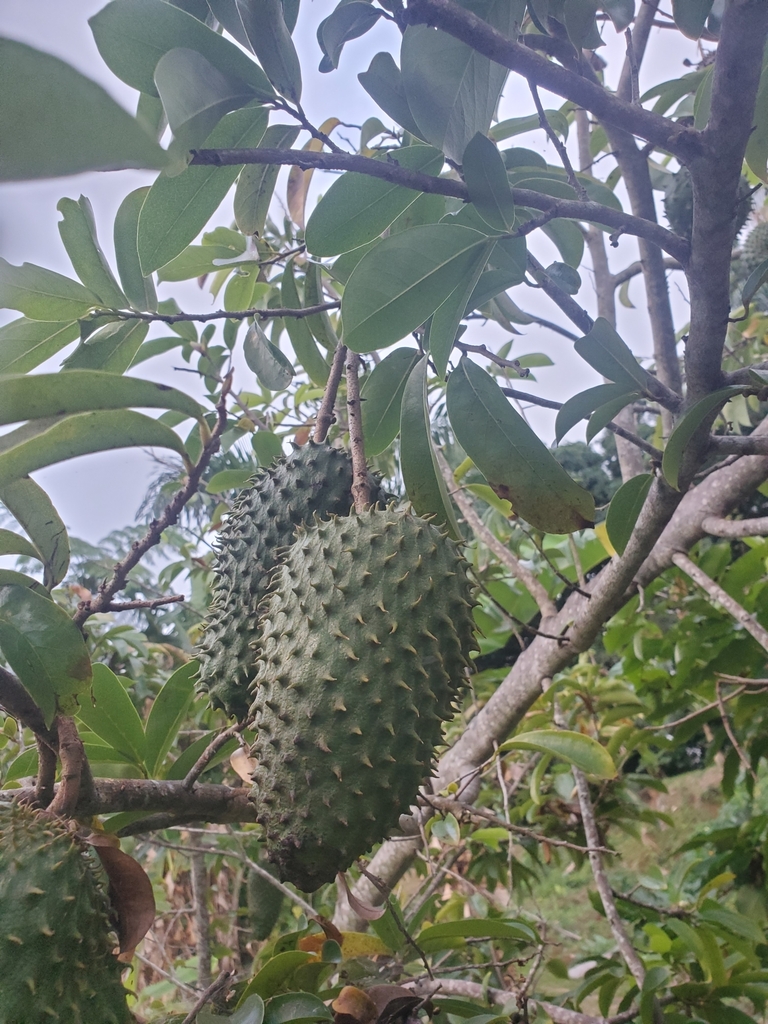 Foto de Graviola