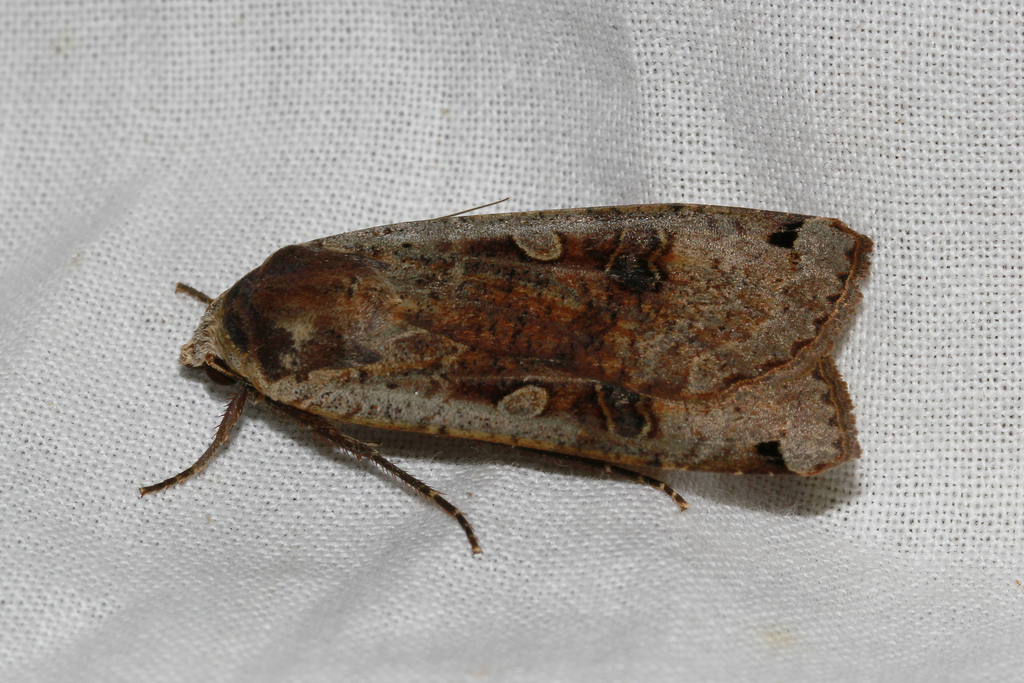 Large Yellow Underwing from Trystorps ekäng. Viby. on July 17, 2018 by ...