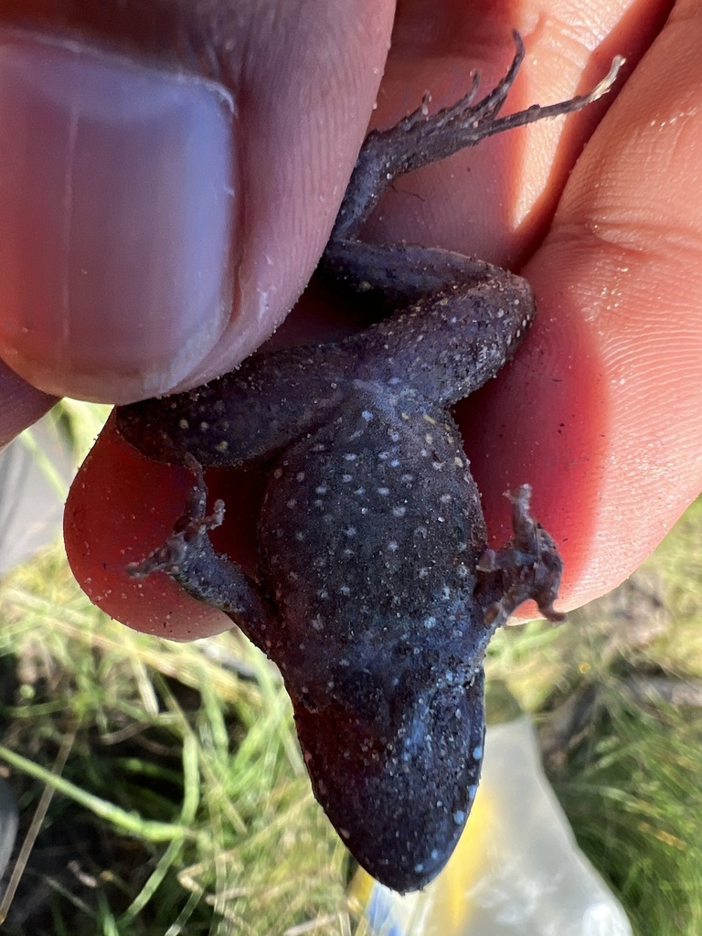 Pointedbelly Frog