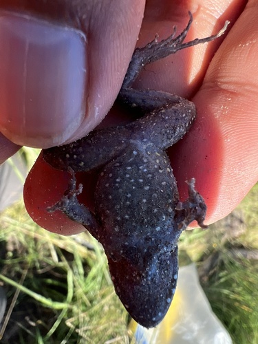Pointedbelly Frog