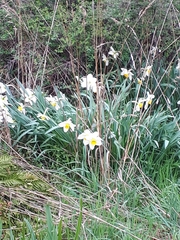 Narcissus poeticus