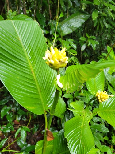 Goeppertia marantifolia, photograph 6