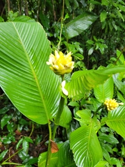 Goeppertia marantifolia, photograph andrew2285, CC0, iNaturalist via GBIF