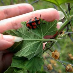 Botanochara angulata