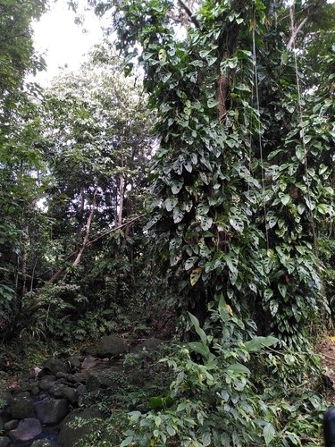 Monstera adansonii