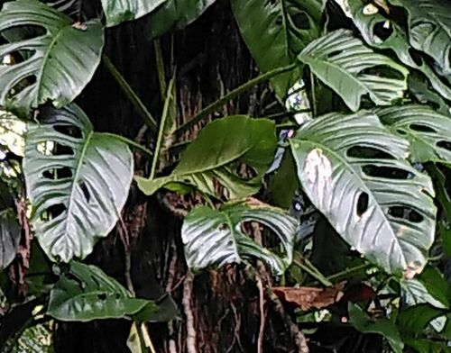 Monstera adansonii