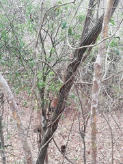 Dalbergia granadillo